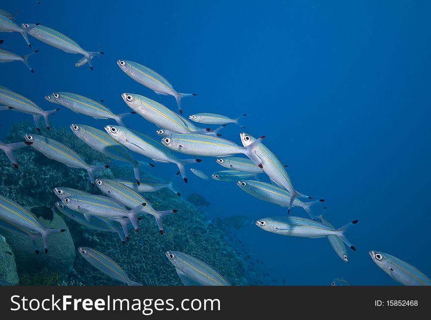 School of fish, great barrier reef.