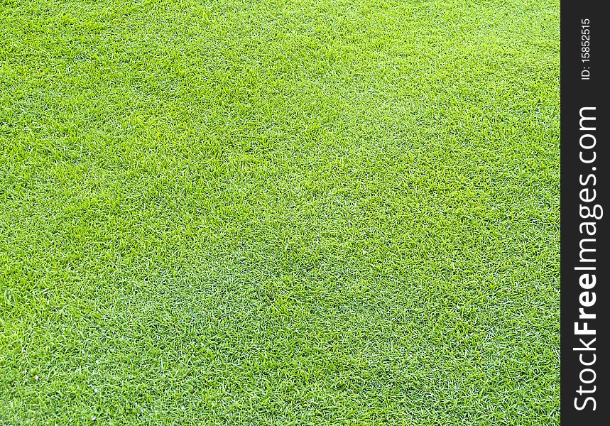 Closely mowed lawn as texture or background. Closely mowed lawn as texture or background
