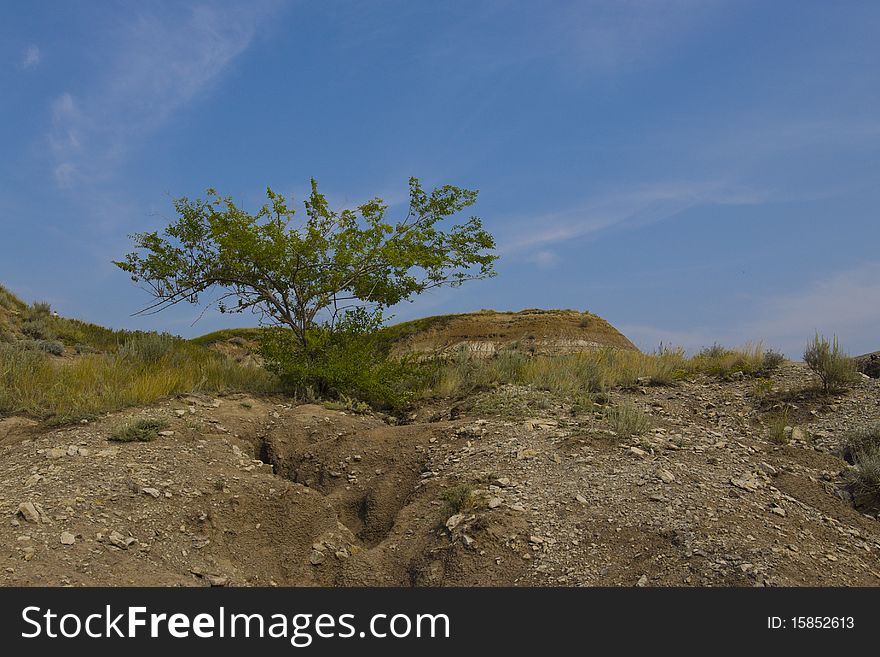 Desert Tree in the Badlands of Dinosaur Provincal Park, Alberta, Canada