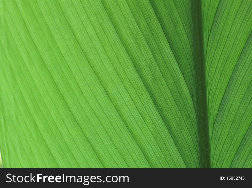 Closs up green leaf background