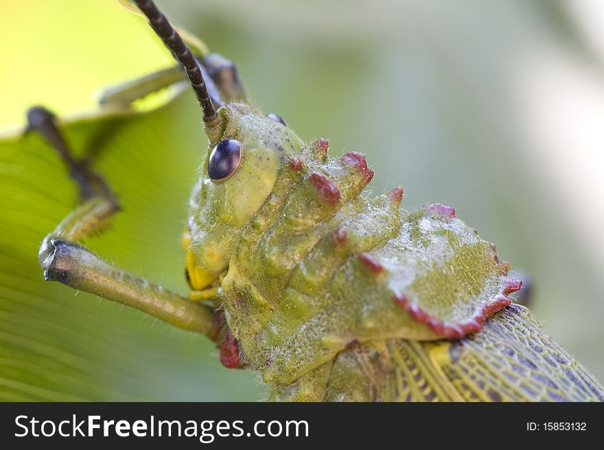 Green locust with natural blue eyes in garden. Green locust with natural blue eyes in garden