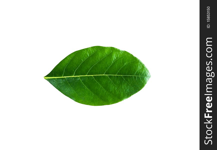 The jackfruit leaves early on white background