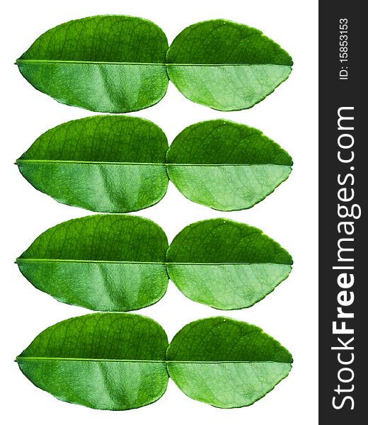 The lime leaves on white background