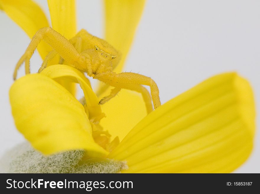 Yellow daisy crab spider waiting in ambush. Yellow daisy crab spider waiting in ambush