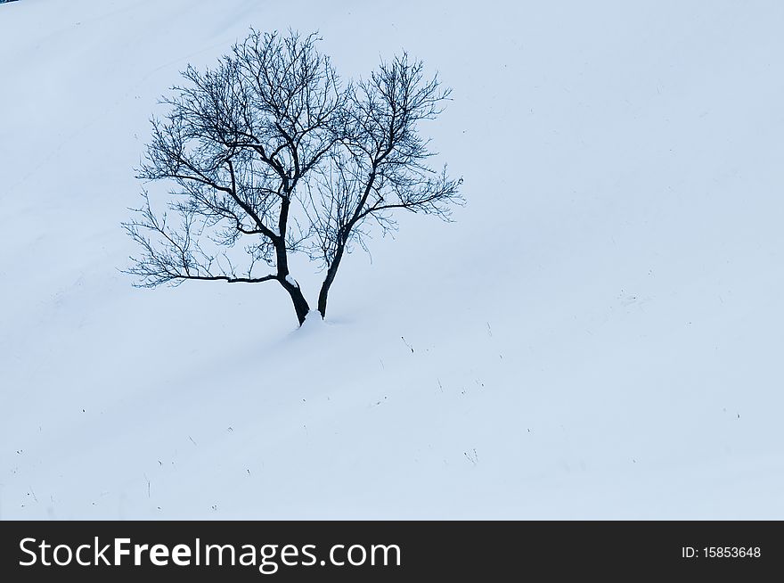 Abstract Tree on Snow