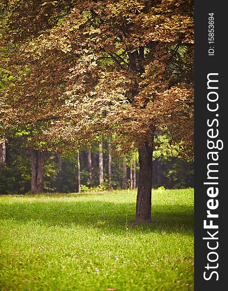 Sumptuous tree with yellowing leaves