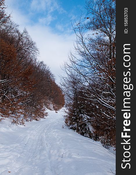 Path In Forest In Winter