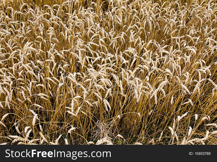 Background from the ripened ears of a grain plant. Background from the ripened ears of a grain plant