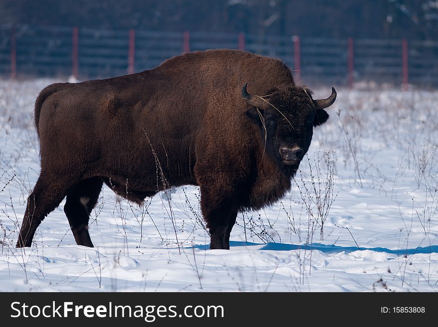 European Bison (Bison bonasus) in Winter time