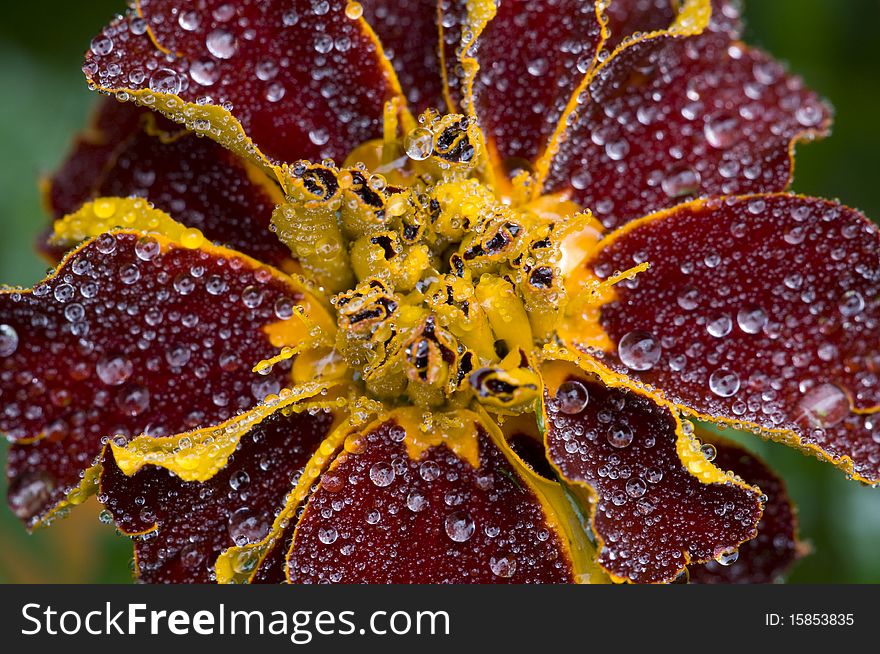 Closeup of yellow and red flower with water drops on it. Closeup of yellow and red flower with water drops on it