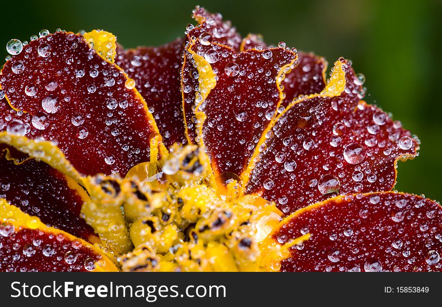 Closeup of yellow red flower with water drops on it. Closeup of yellow red flower with water drops on it