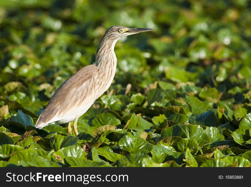 Silky or Squacco Heron