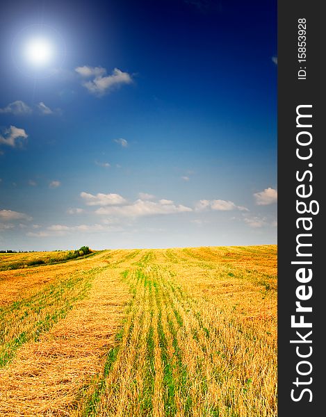 Mown Field Of Wheat.