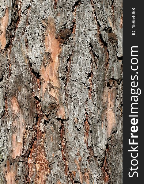 Tree bark as a background