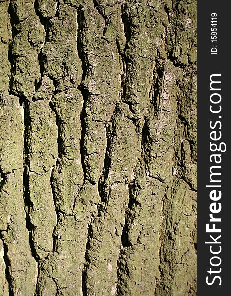 Tree bark as a background