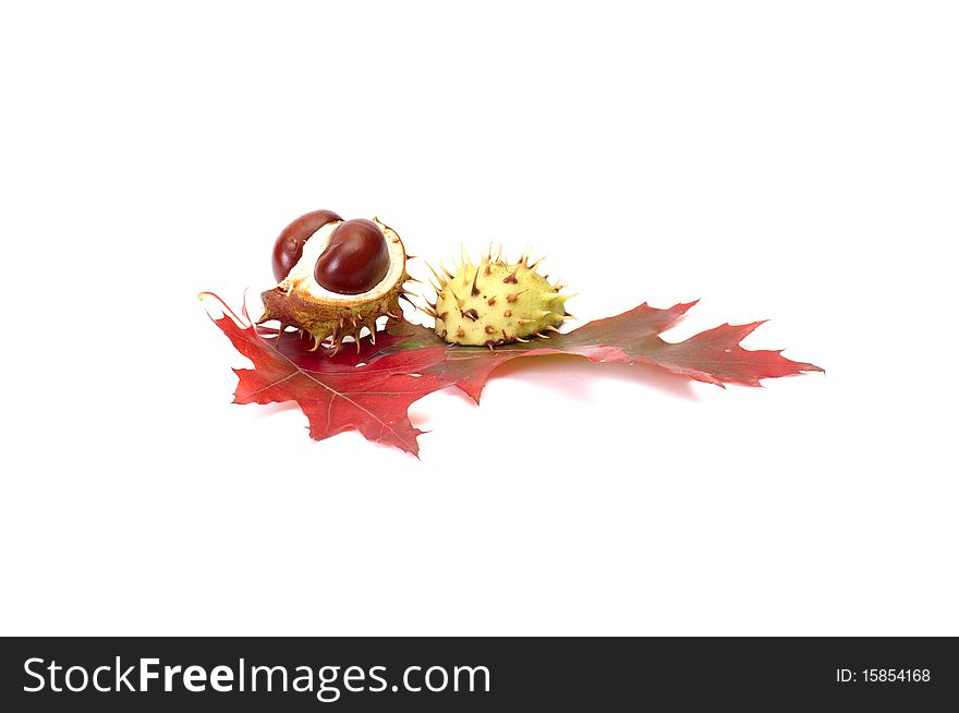 Wonderful leaf and chestnuts isolated on a white background. Wonderful leaf and chestnuts isolated on a white background.