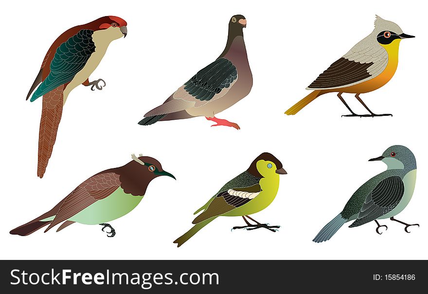Birds in details vector illustration. Birds in details vector illustration.
