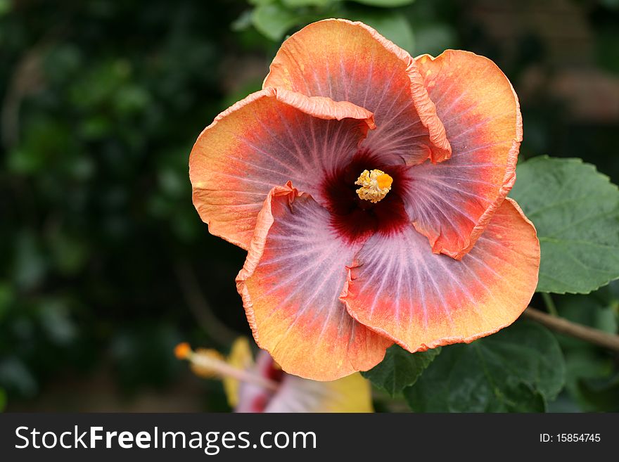 Chinese hibiscus in a garden