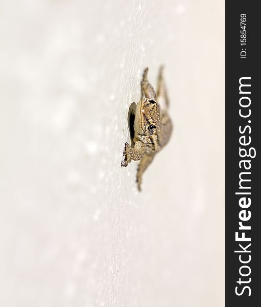 Common Lizard (Juvenile) Macro (Shallow Depth of Field)