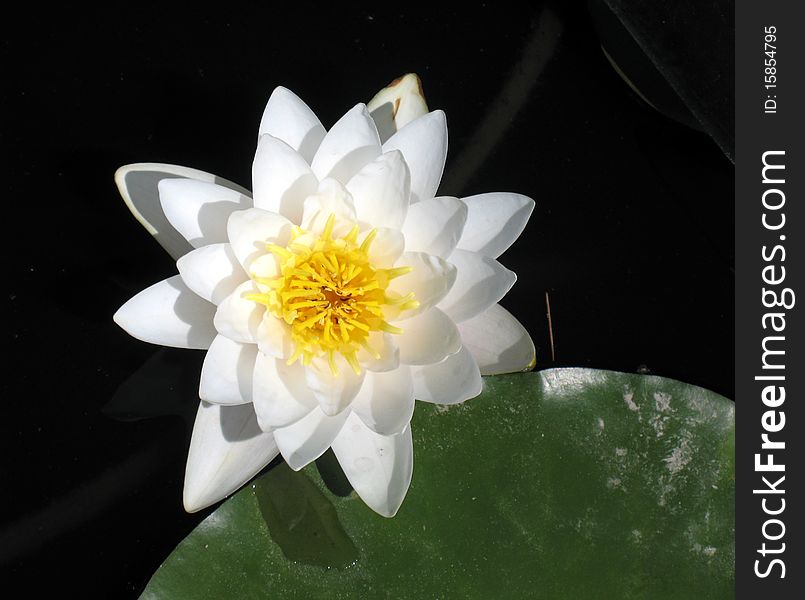 Water lily in a pond