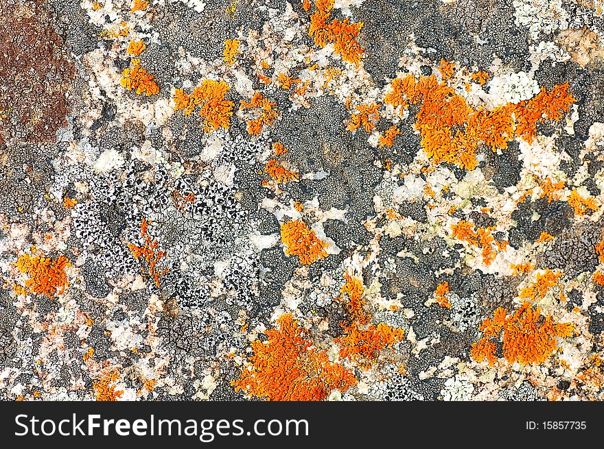 Lichen on a stone