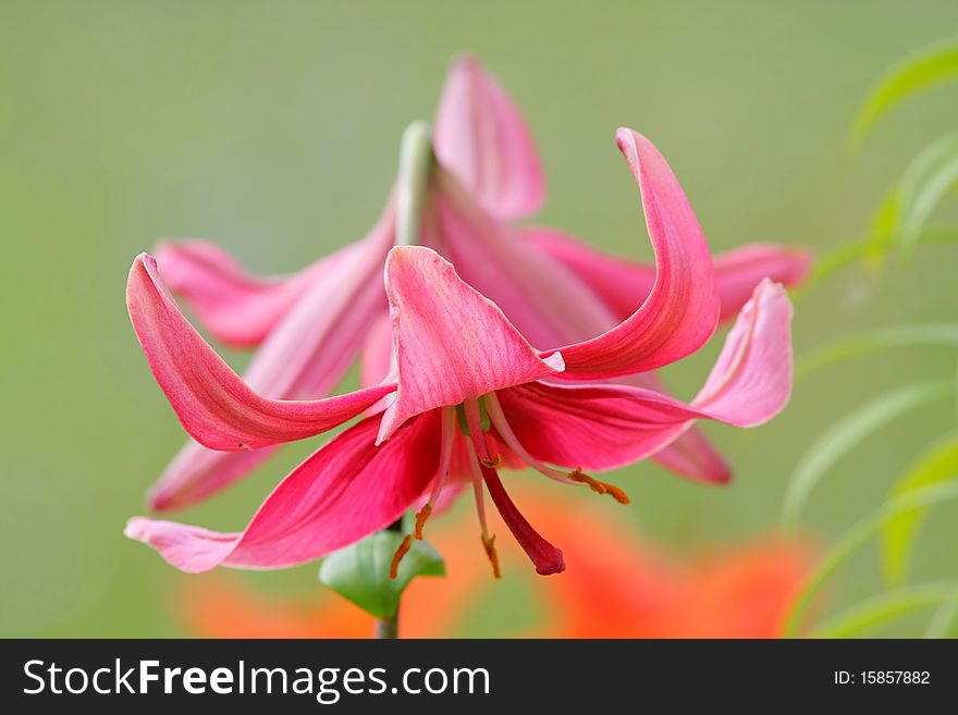 Green grass with lillies in summer day. Green grass with lillies in summer day.