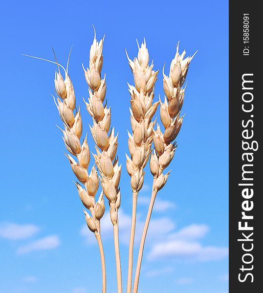 Ears Of Wheat Against The Blue Sky