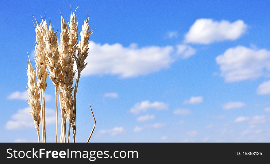 Ears Of Wheat Against The Blue Sky