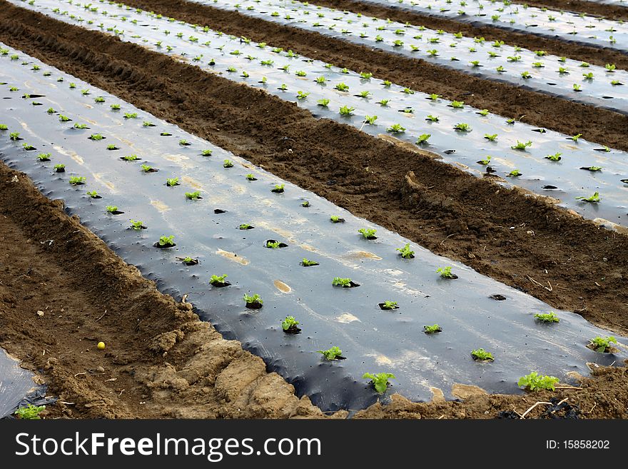 Field of salads in the countryside in summer