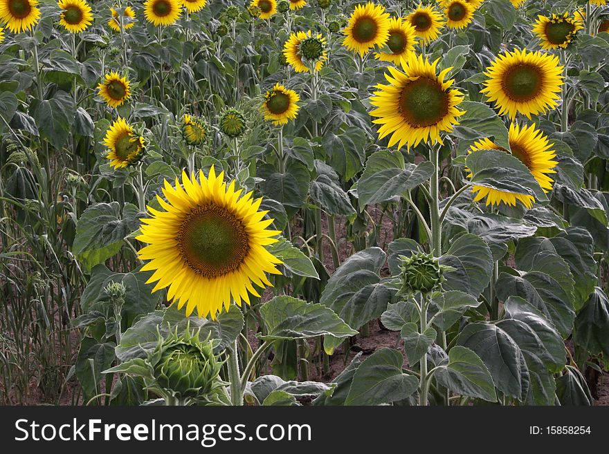 Sunflower in detail dns a farm in Vendee