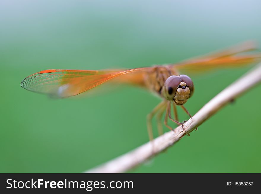 Closeup of a small orange dragonfly on grass. Closeup of a small orange dragonfly on grass.