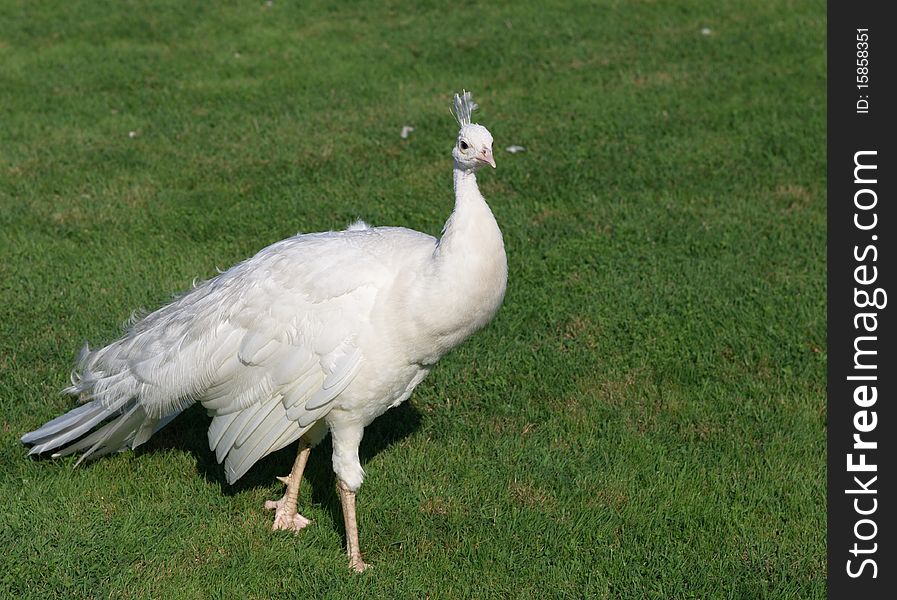 Single white female peacock on grass in a garden. Single white female peacock on grass in a garden