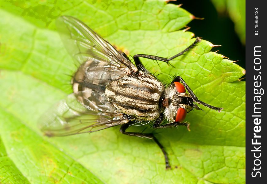 Red Eyed Fly On Green Leaf