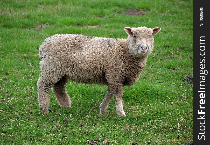 A young sheep standing in a grass field