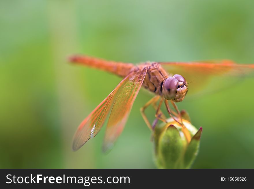 Orange dragonfly resting on a flower. Orange dragonfly resting on a flower.