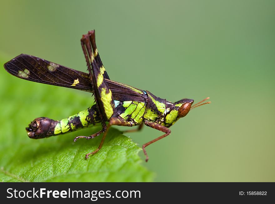 Closeup of a small grasshopper on a green leaf. Closeup of a small grasshopper on a green leaf.