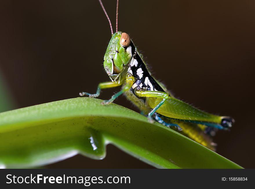 Closeup of a small green grasshopper.