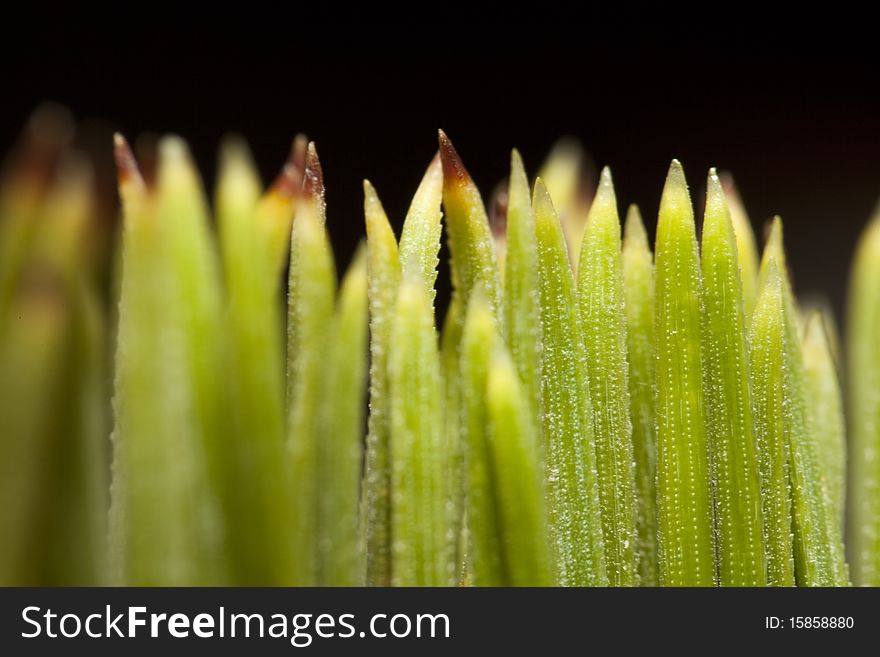 Needle Of A Pine Tree