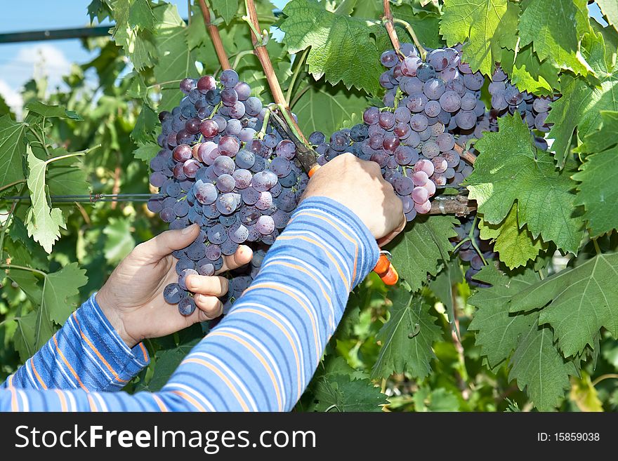 A hand is picking a  grape in the  vineyard