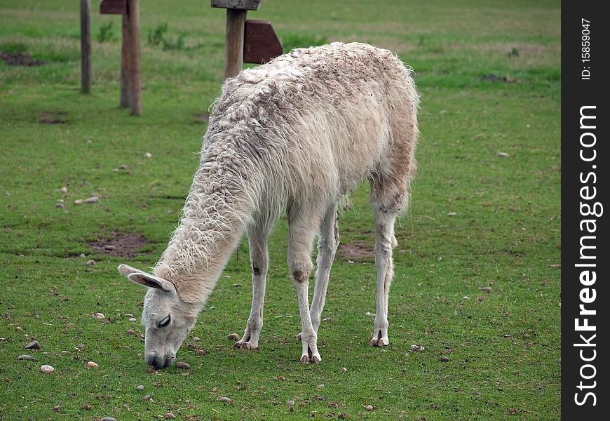 Llama in a grass field