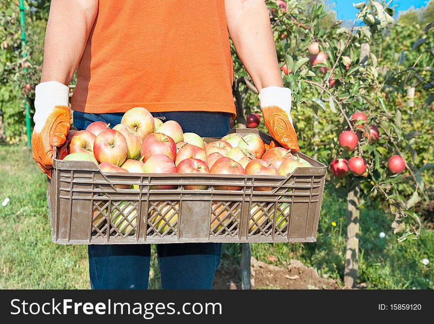 Fresh vegetable in wooden basket Apple picking in the fall - beautiful girl with basket full of red apples. Fresh vegetable in wooden basket Apple picking in the fall - beautiful girl with basket full of red apples.