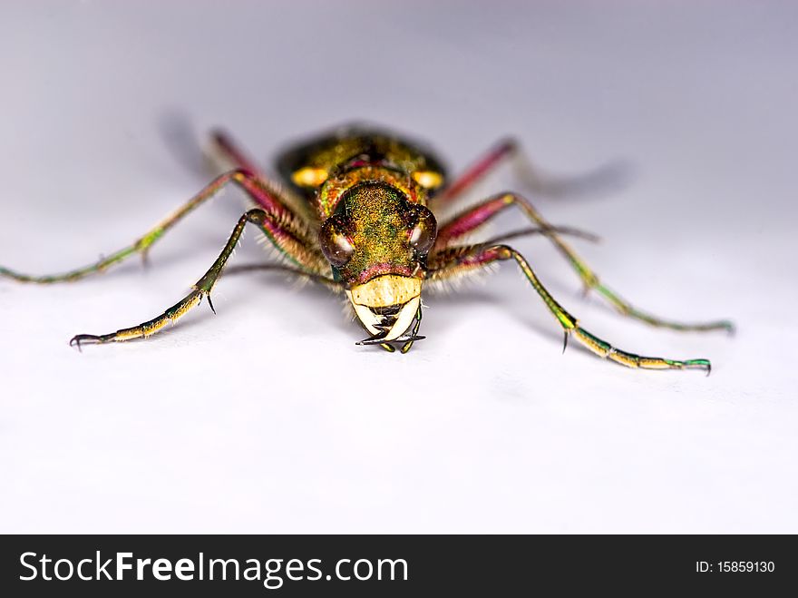 Green Tiger Beetle (Cicindela Campestris)