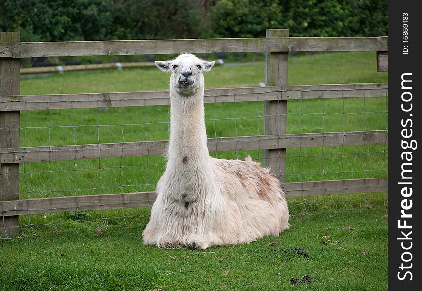 Llama in a grass field