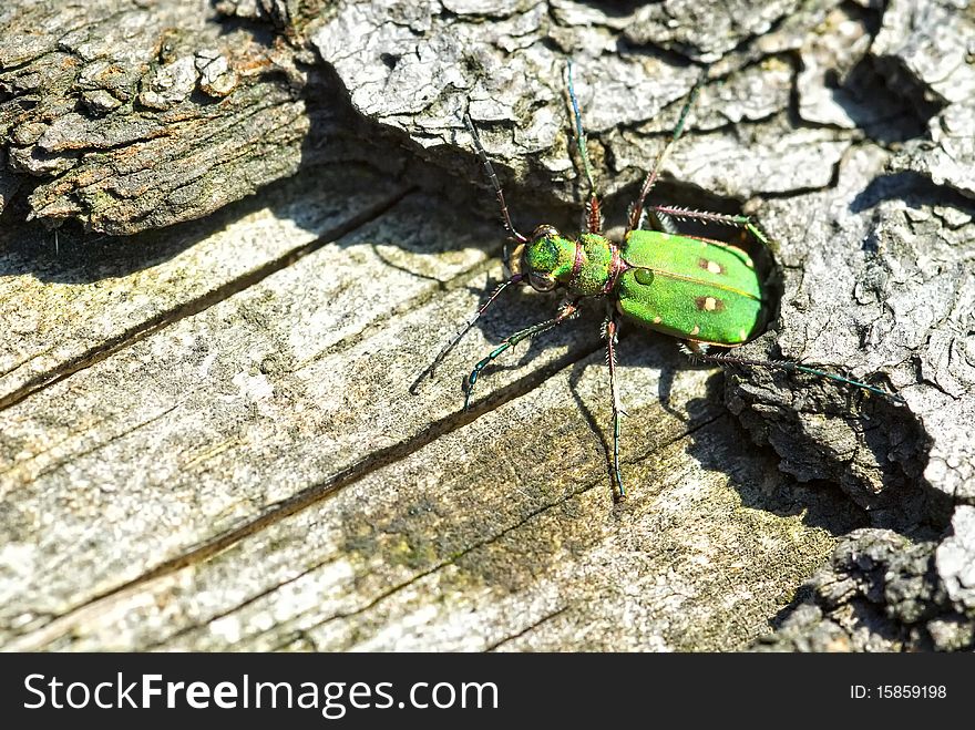 Green Tiger Beetle (Cicindela campestris) on a tree trunk