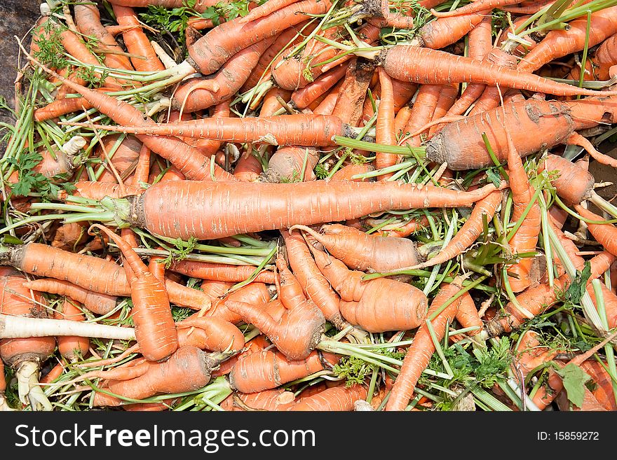 Organic fresh carrots piled up at Pike Place Market in Staro Selo, Serbia