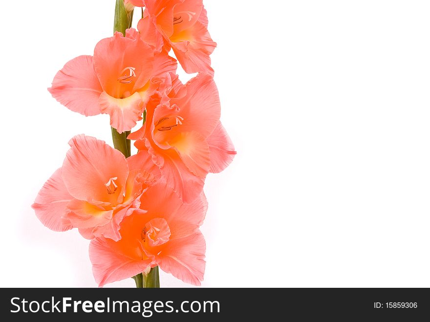 Beautiful Gladiolus on white background