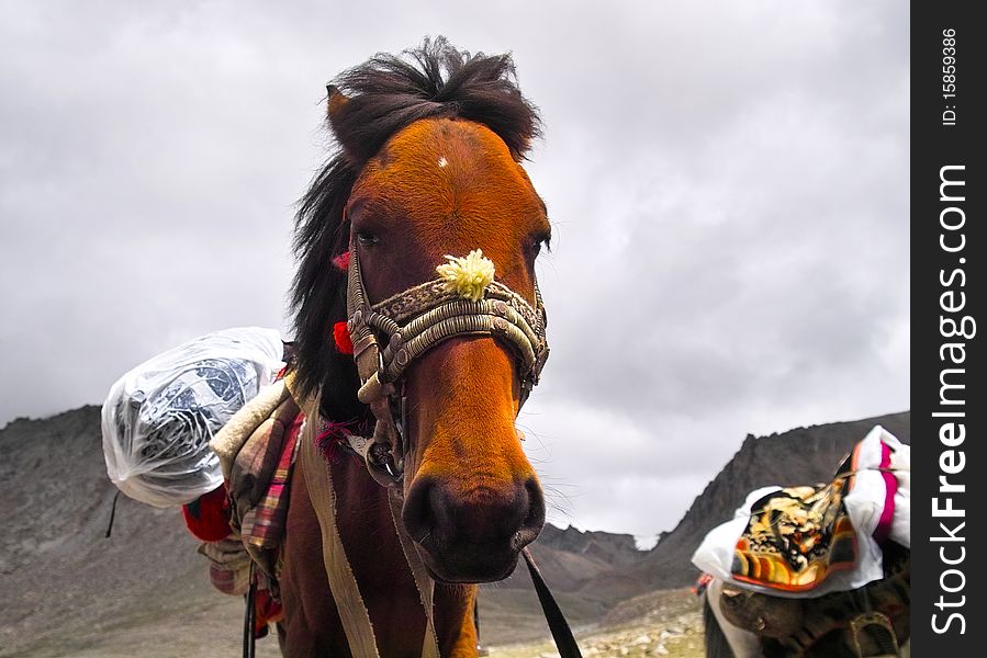 A Horse Under Kailash