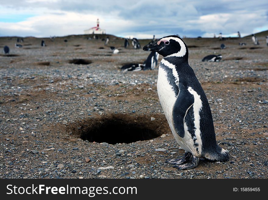 Magellan penguins pair on an island in Chile. Magellan penguins pair on an island in Chile