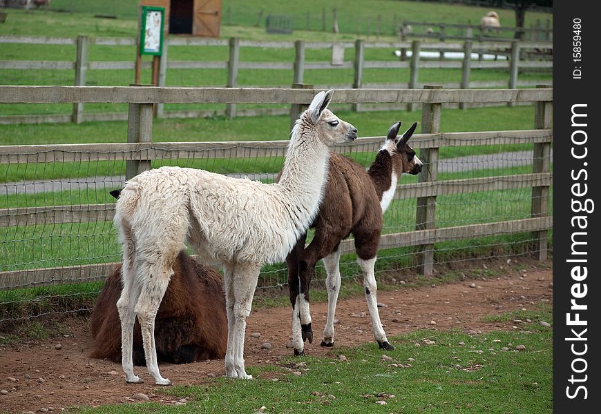 Llama in a grass field