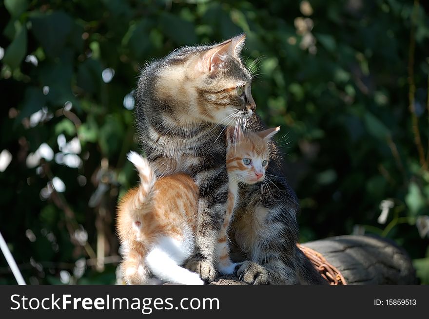 Young mother lady-cat with a red kitten